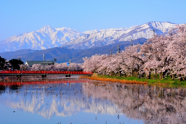 2満開のさくら咲く高田公園のお堀と残雪の妙高山