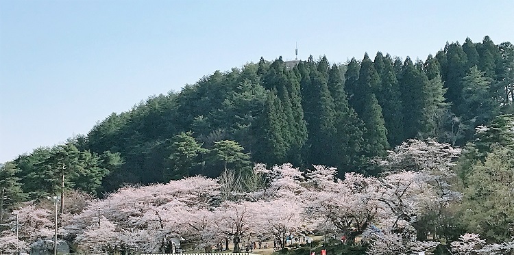 2村松公園の桜