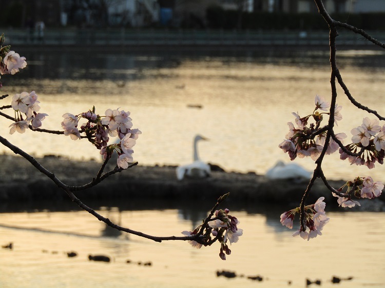 4阿賀野市瓢湖白鳥と桜