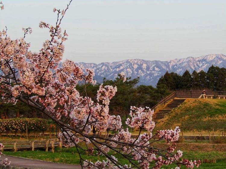2阿賀町瓢湖の雪山と桜