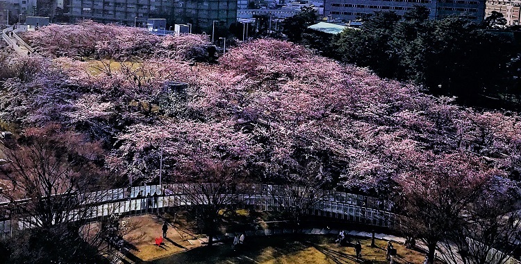 4白山公園空中庭園の桜
