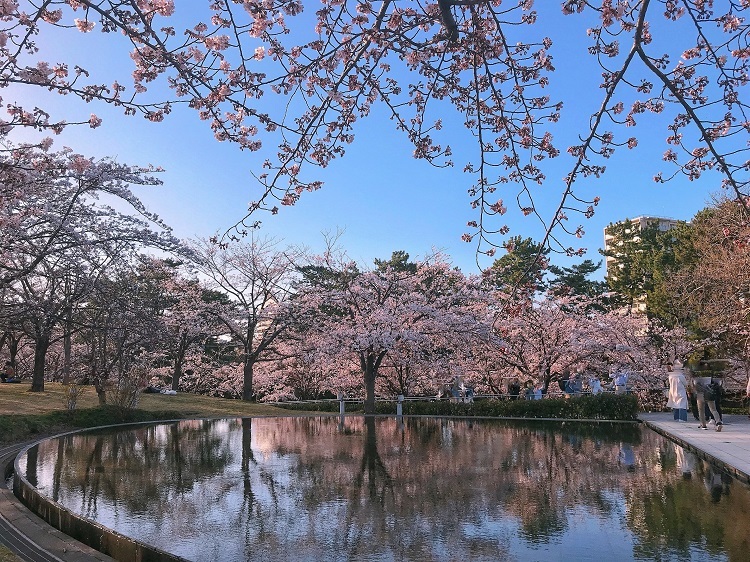 3白山公園空中庭園の池に映る桜