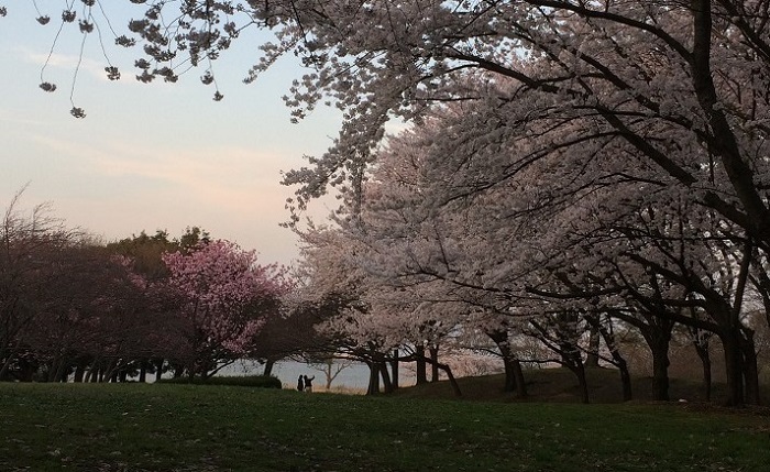 5新潟県立鳥屋野潟公園の桜