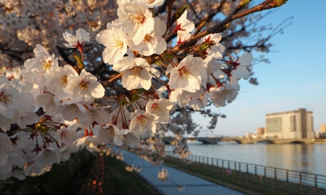 3信濃川と桜と萬代橋