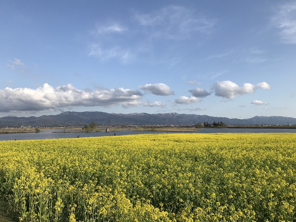 5福島潟と菜の花畑