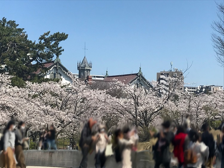 3新潟県政記念館と桜