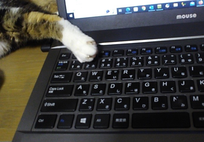 PCに密着猫