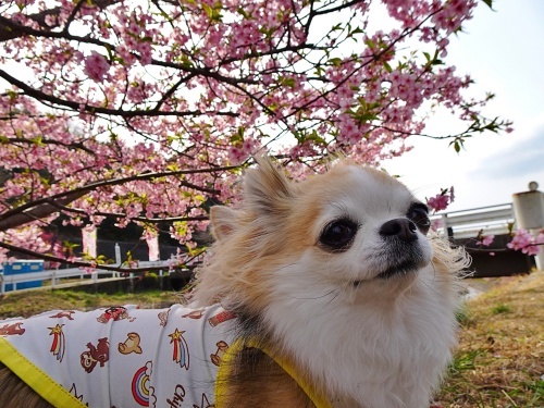 東大山河津桜祭り　杏子
