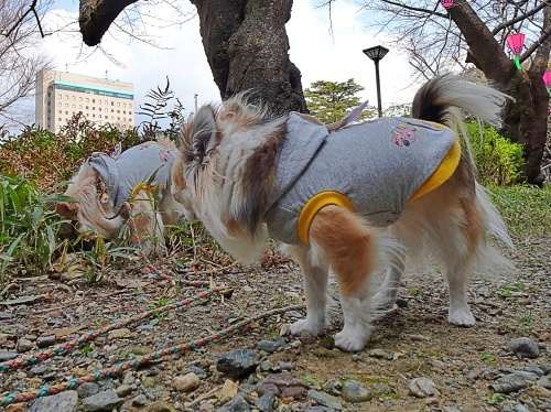 浜松城公園　柚子　杏子