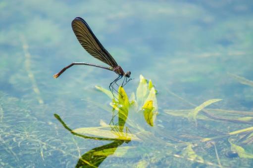 insect_dragonfly78678.jpg