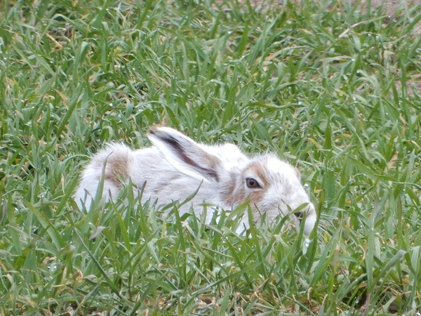 エゾユキウサギ
