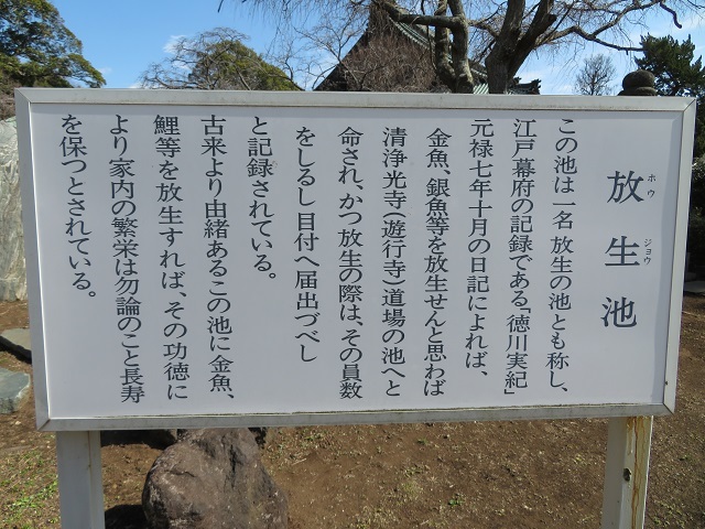 清浄光寺の放生池１