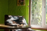 黒猫が窓辺のテーブルの上で陽を浴びてる画像