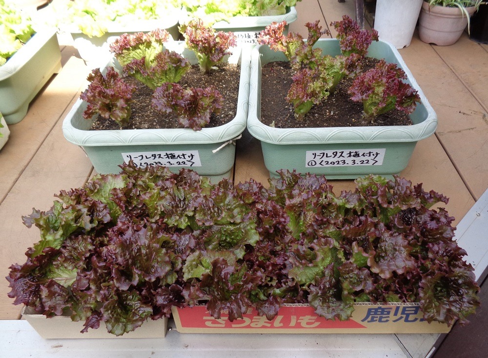230505sunny-lettuce2