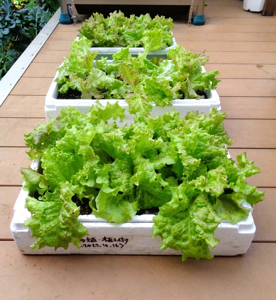230509sunny-lettuce