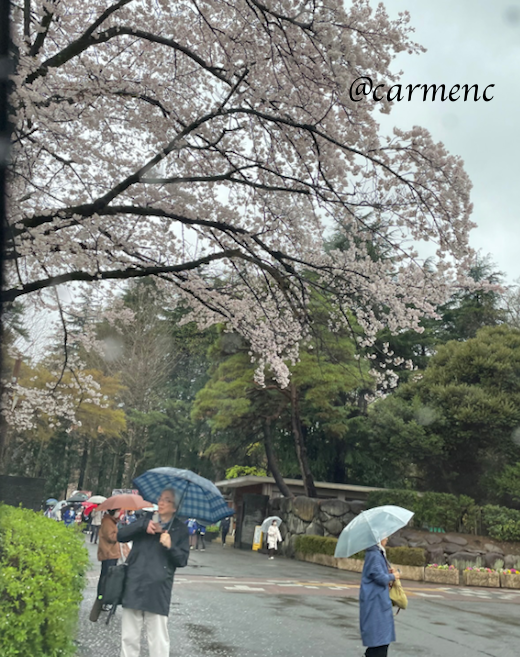 一橋大門の桜