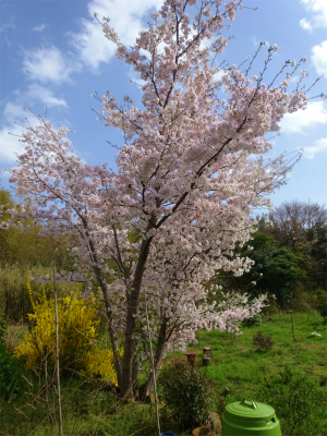 230327桜が満開