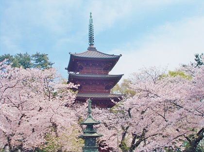 桜と五重塔23c