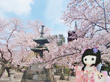 桜とお寺23b