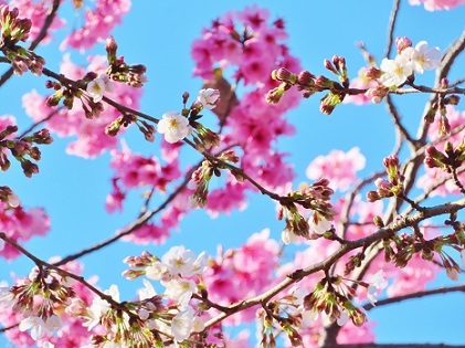 ソメイヨシノの咲く一週間前に陽光桜が満開