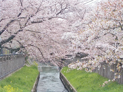春の小川に桜