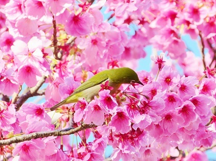 陽光桜の蜜を吸うメジロ