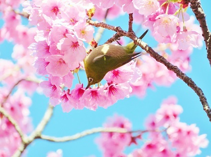 陽光桜のメジロ1