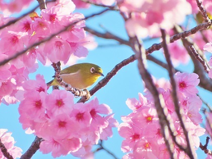 陽光桜とメジロ1
