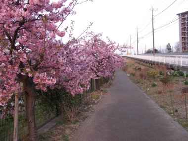 河津桜が満開