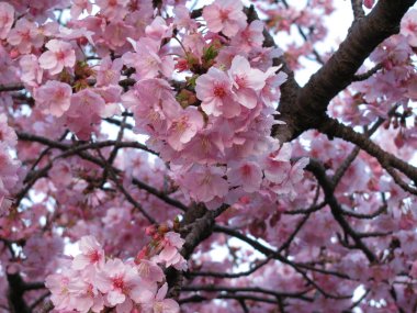 空堀川の河津桜が満開