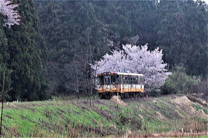 s-㉔IMG_0126廃車体と桜