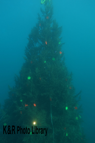2022年12月4日大瀬崎・湾内1クリスマスツリー